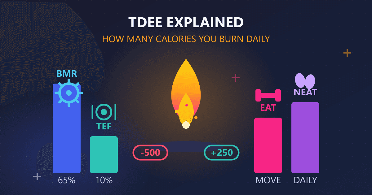 TDEE Explained: How Many Calories You Really Burn Daily